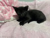BELLATRIX baby - Photo 3
