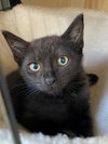 BELLATRIX baby - Photo 1