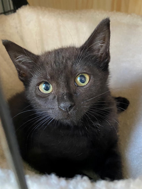 picture of the cat needing adoption