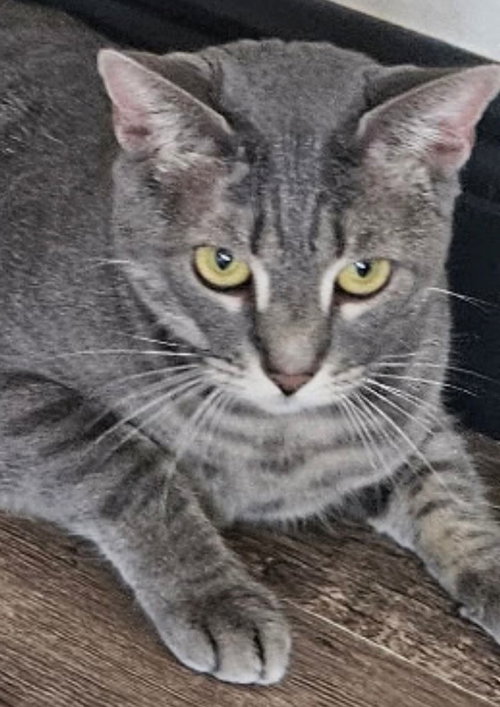 picture of the cat needing adoption