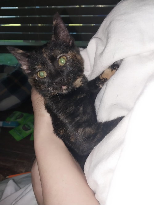 picture of the cat needing adoption