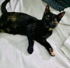 MINERVA BABY - Photo 2