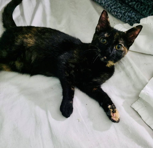 MINERVA BABY - American Shorthair available for adoption