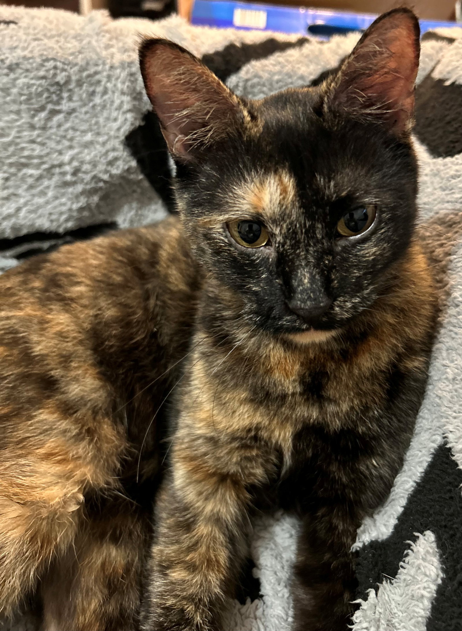 PEPPER