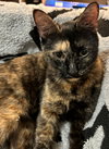 PEPPER - Photo 1