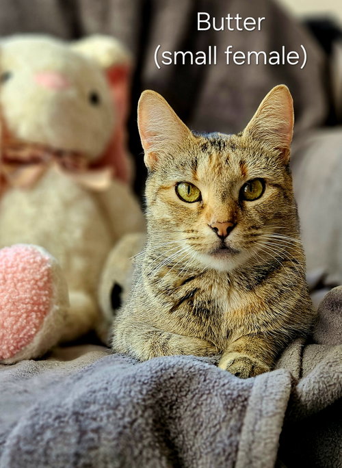picture of the cat needing adoption