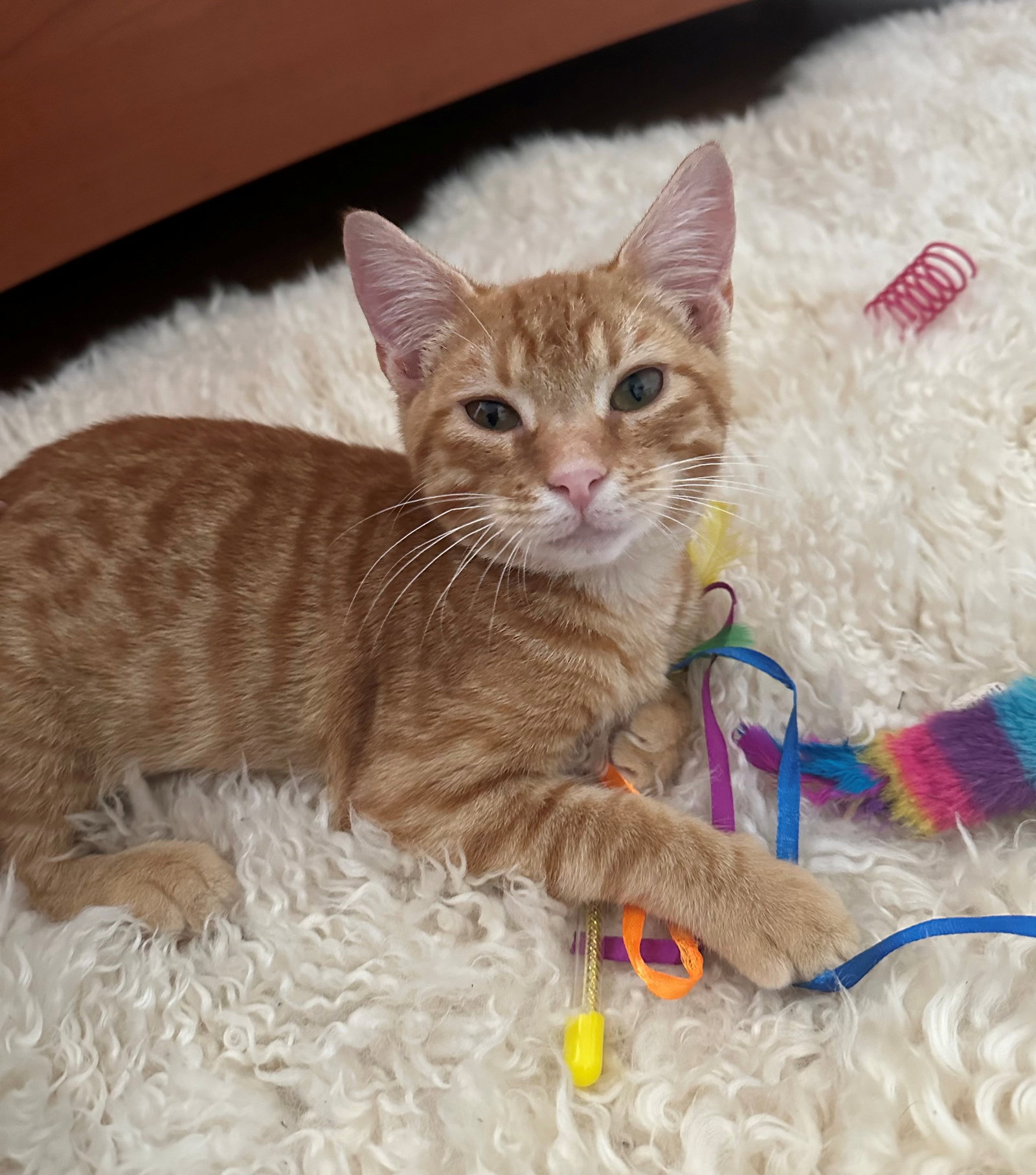 Baby Garfield