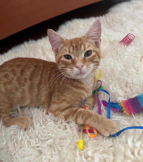 Baby Garfield, Baby American Shorthair (short coat), cat for adoption in Miami Beach, Florida