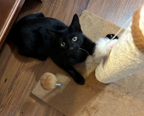 Cookie, an adoptable American Shorthair in OAKLAND PARK, FL