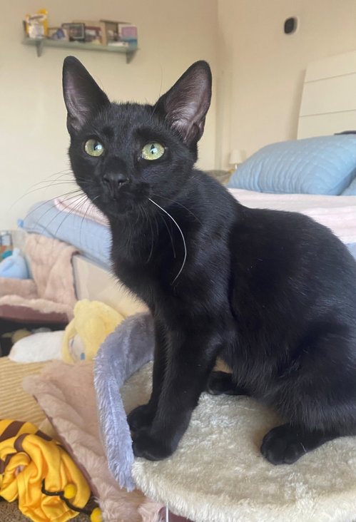 Cookie, an adoptable American Shorthair in OAKLAND PARK, FL