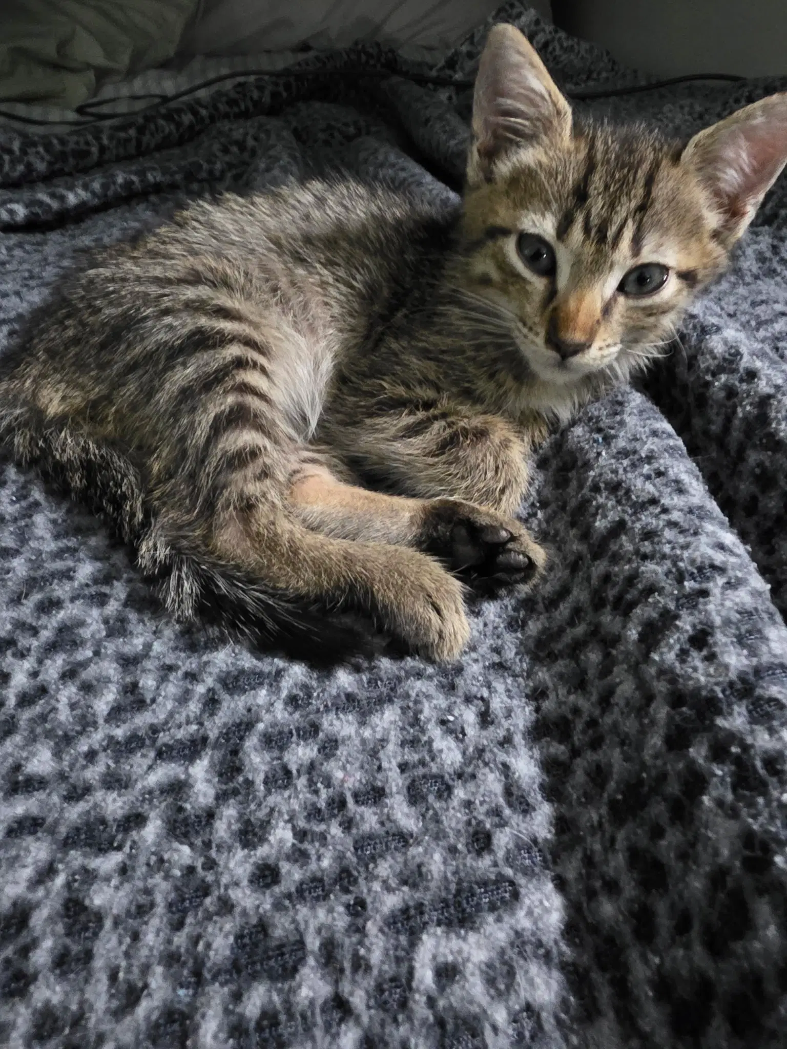 Mini - American Shorthair