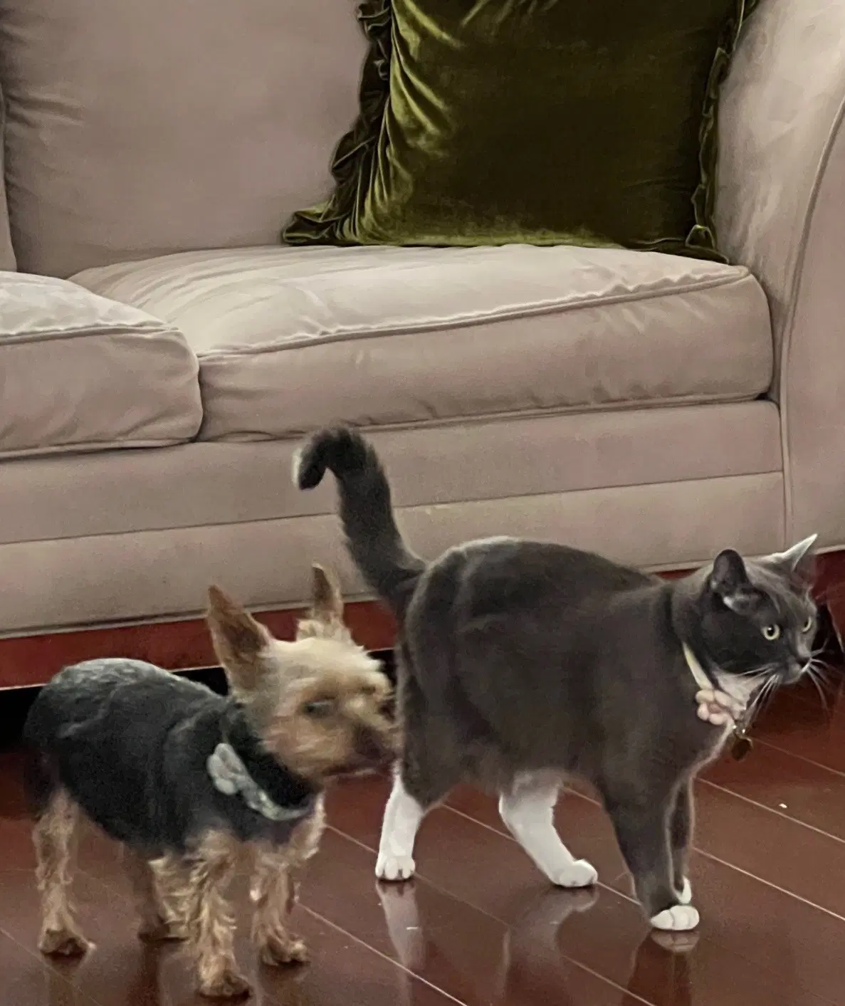 Kirby - American Shorthair