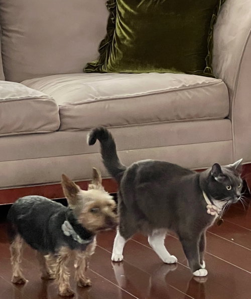 picture of the cat needing adoption