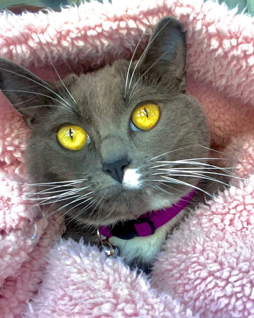 Photo 2 of Violet