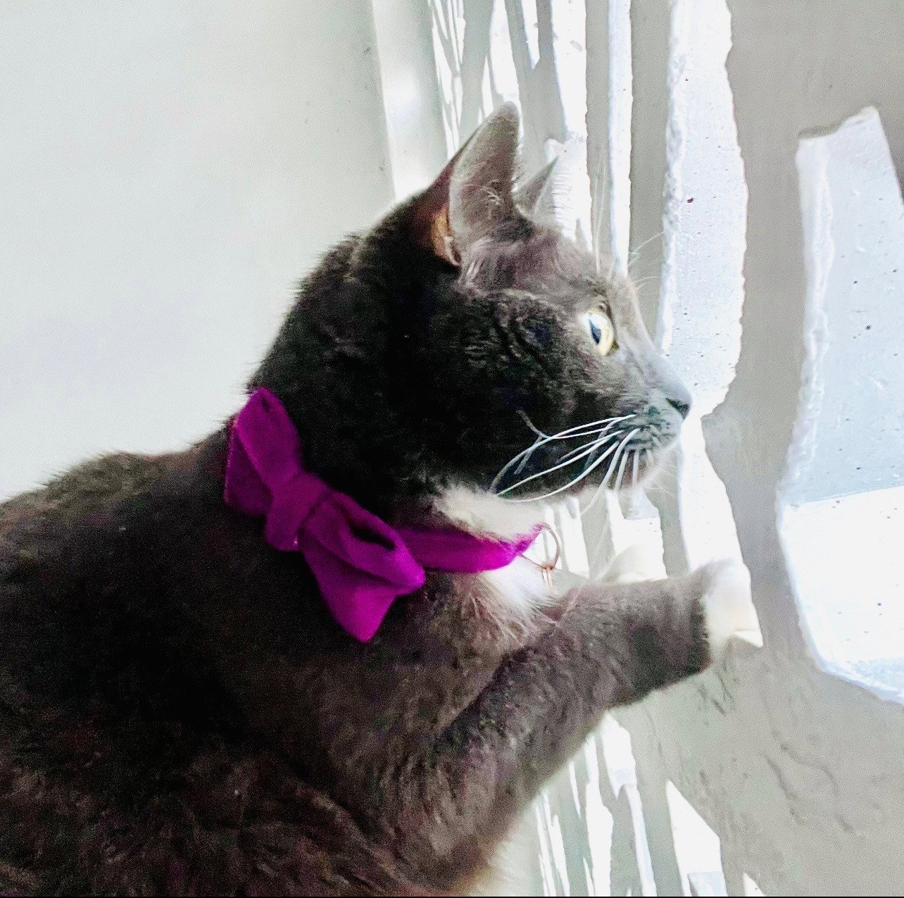 Violet, photo 3