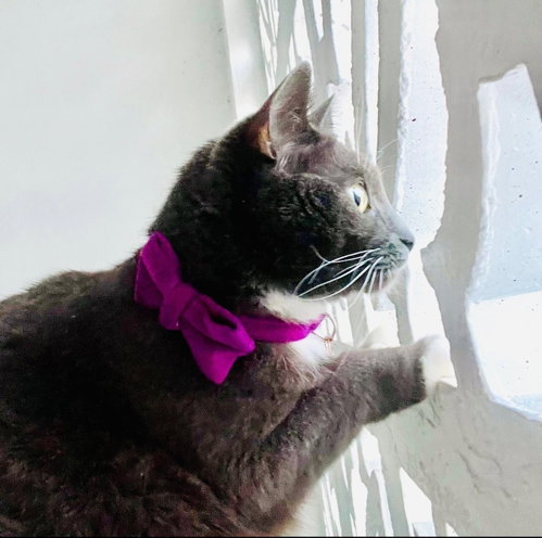 Photo 3 of Violet