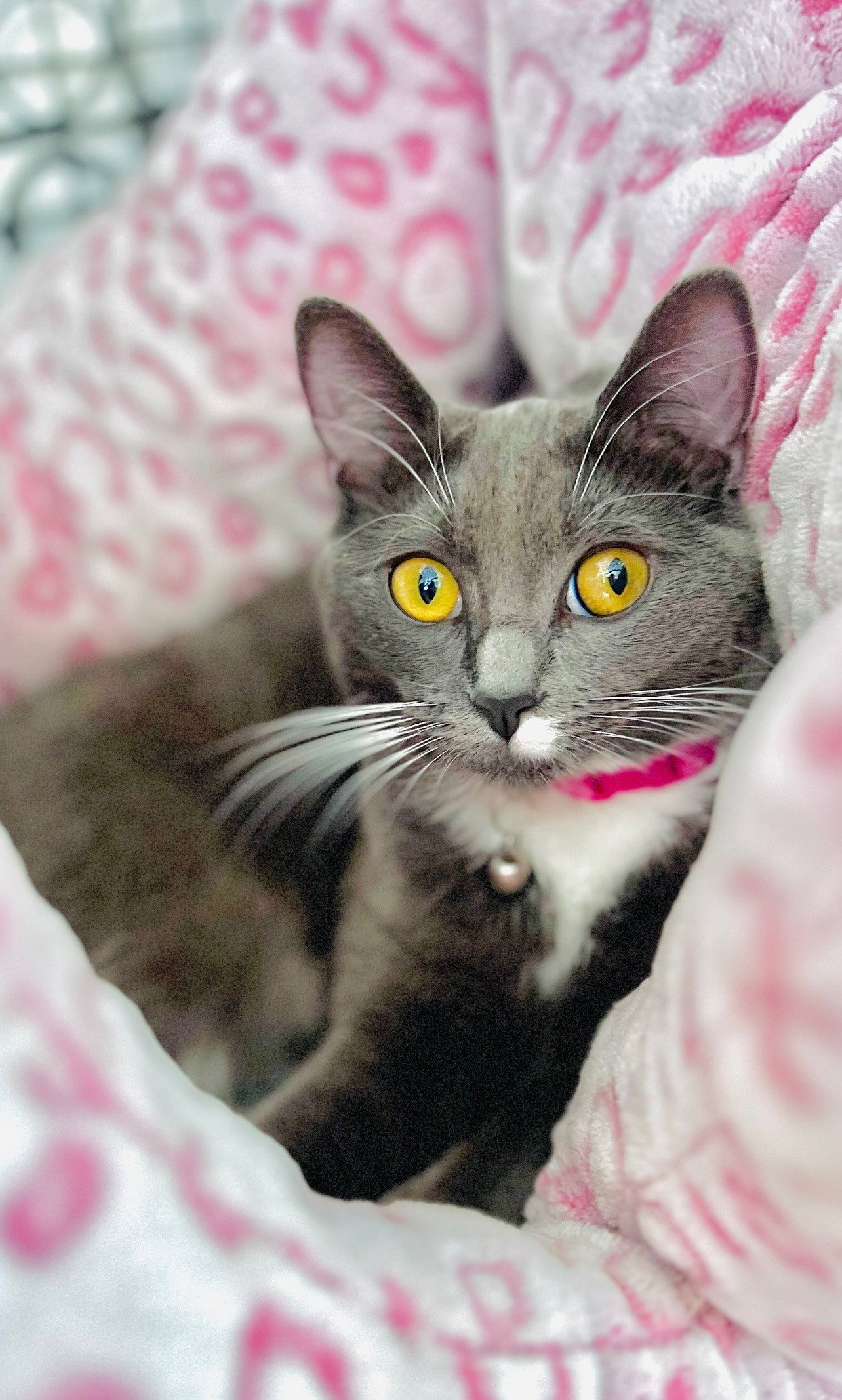 Violet, American Shorthair
