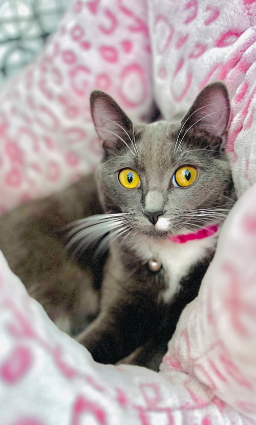 Violet, a cat for adoption from Last Chance Rescue, Inc.