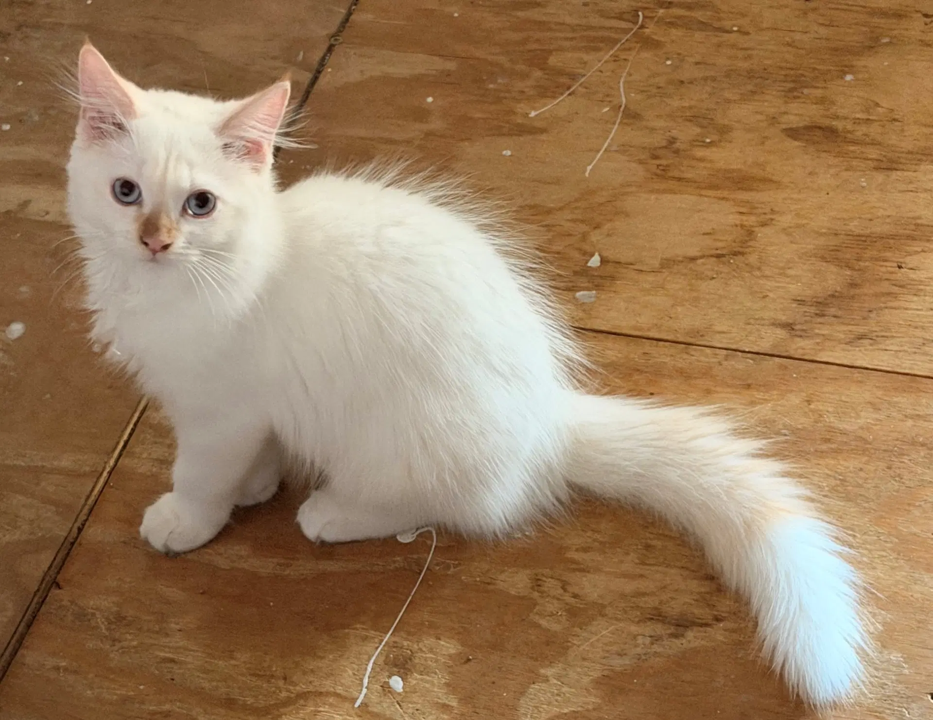 Gucci - Persian