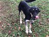 adoptable Dog in somerset, KY named Aurora T.