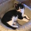 adoptable Cat in , KY named Stix