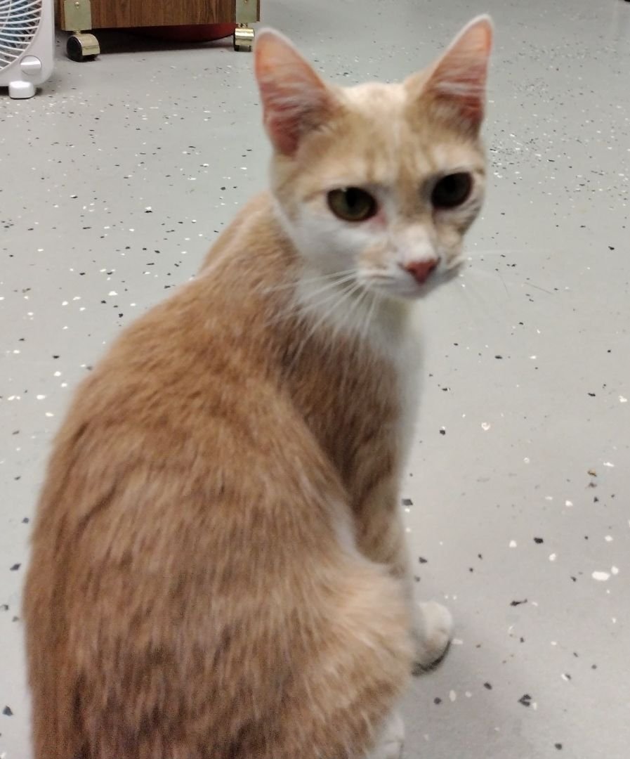 adoptable Cat in Unionville, CT named Butterscotch aka 