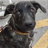 adoptable Dog in , KY named Whiskey