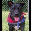 adoptable Dog in  named Flint