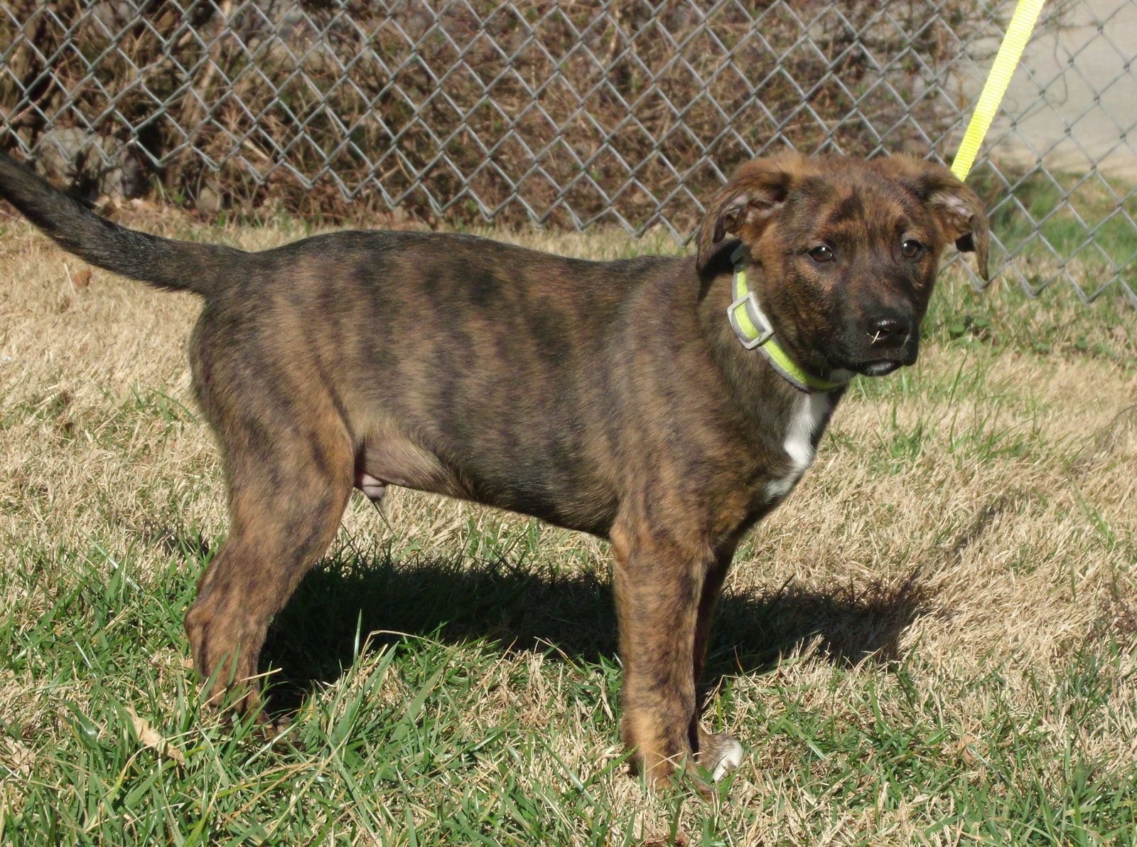 Dog for Adoption Dunkin, a Plott Hound in Mount Vernon, KY Alpha Paw
