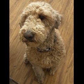Ted Goldendoodle