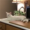 adoptable Cat in , KY named Willy O.