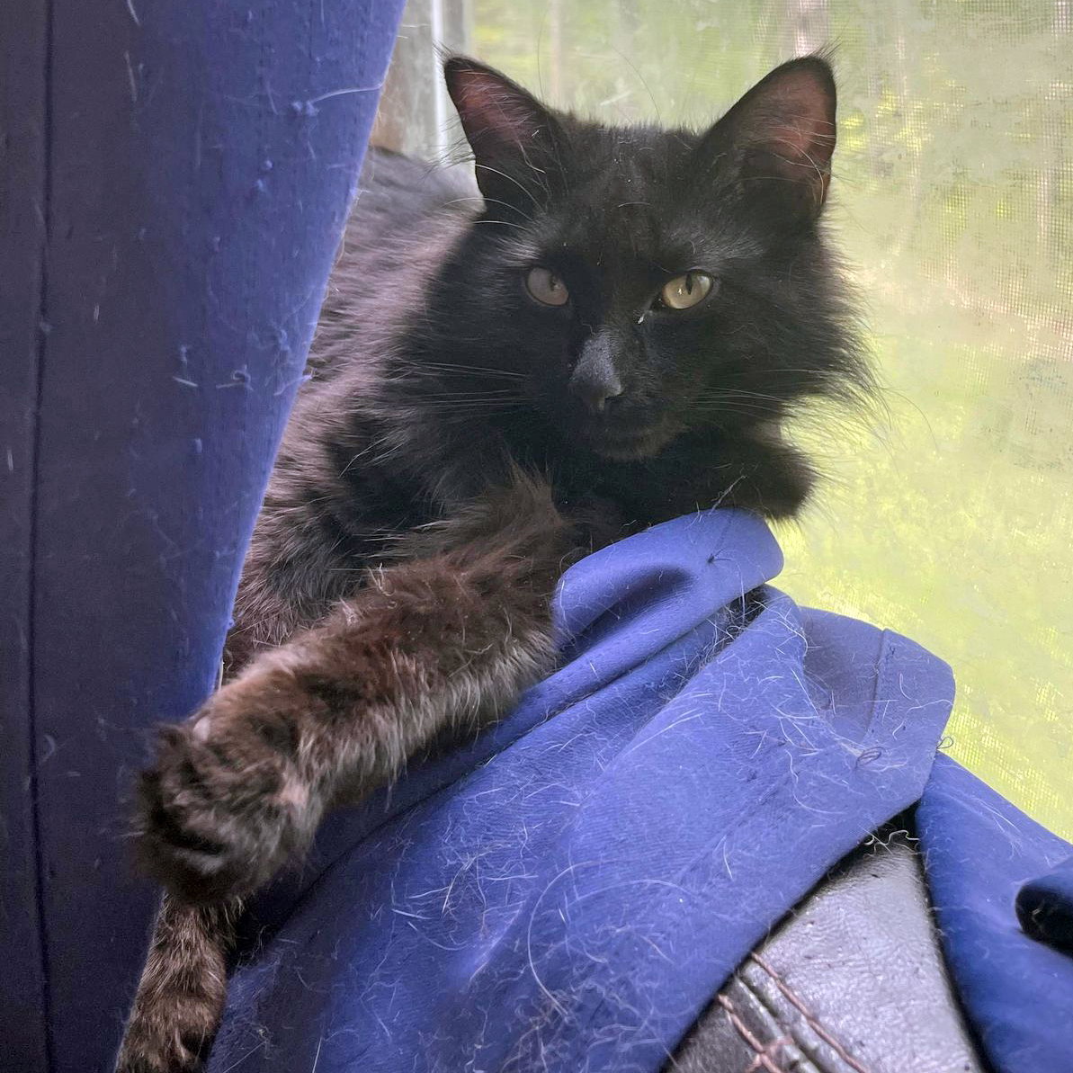 Cats for Adoption in Corbin, Kentucky Alpha Paw