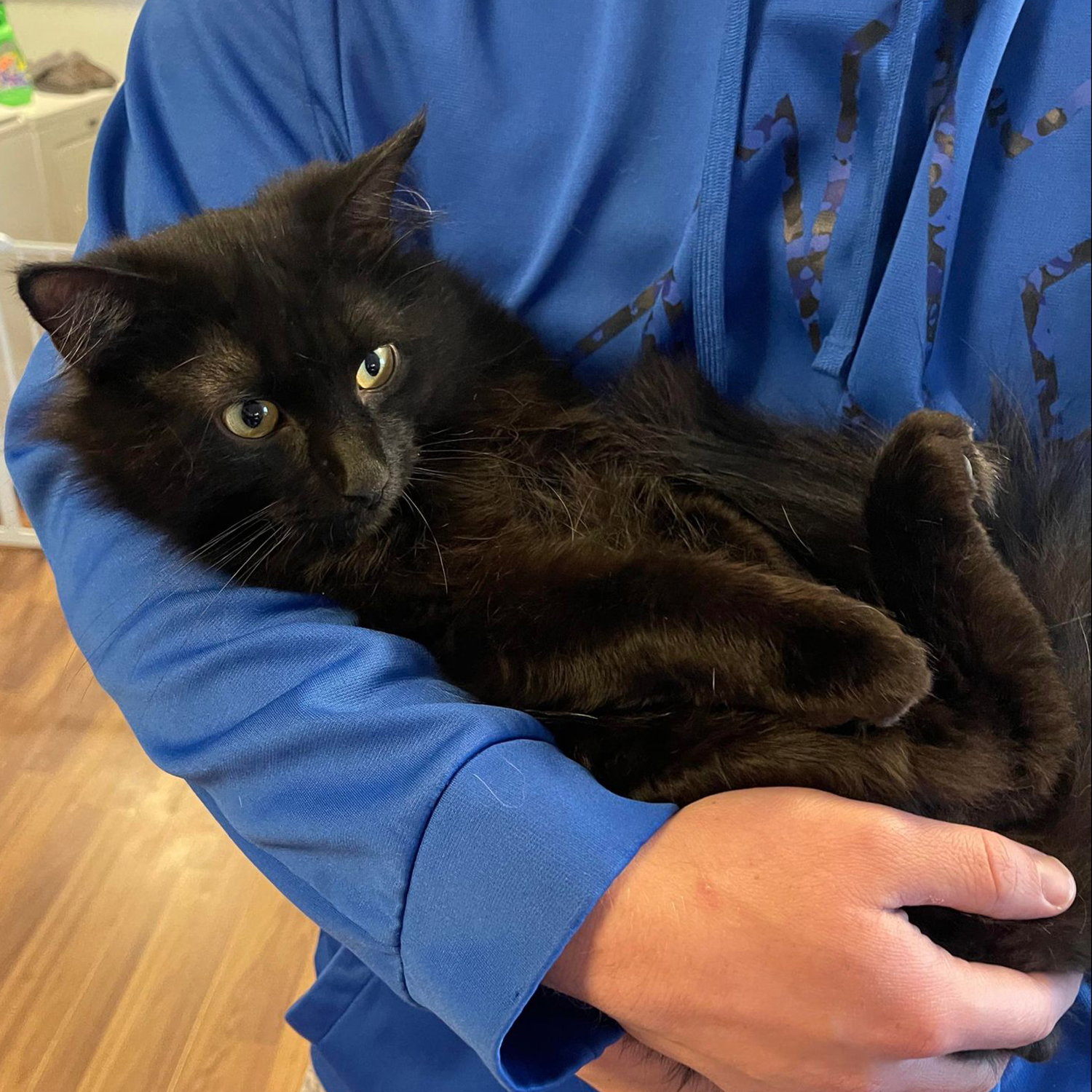 Cats for Adoption in Corbin, Kentucky Alpha Paw