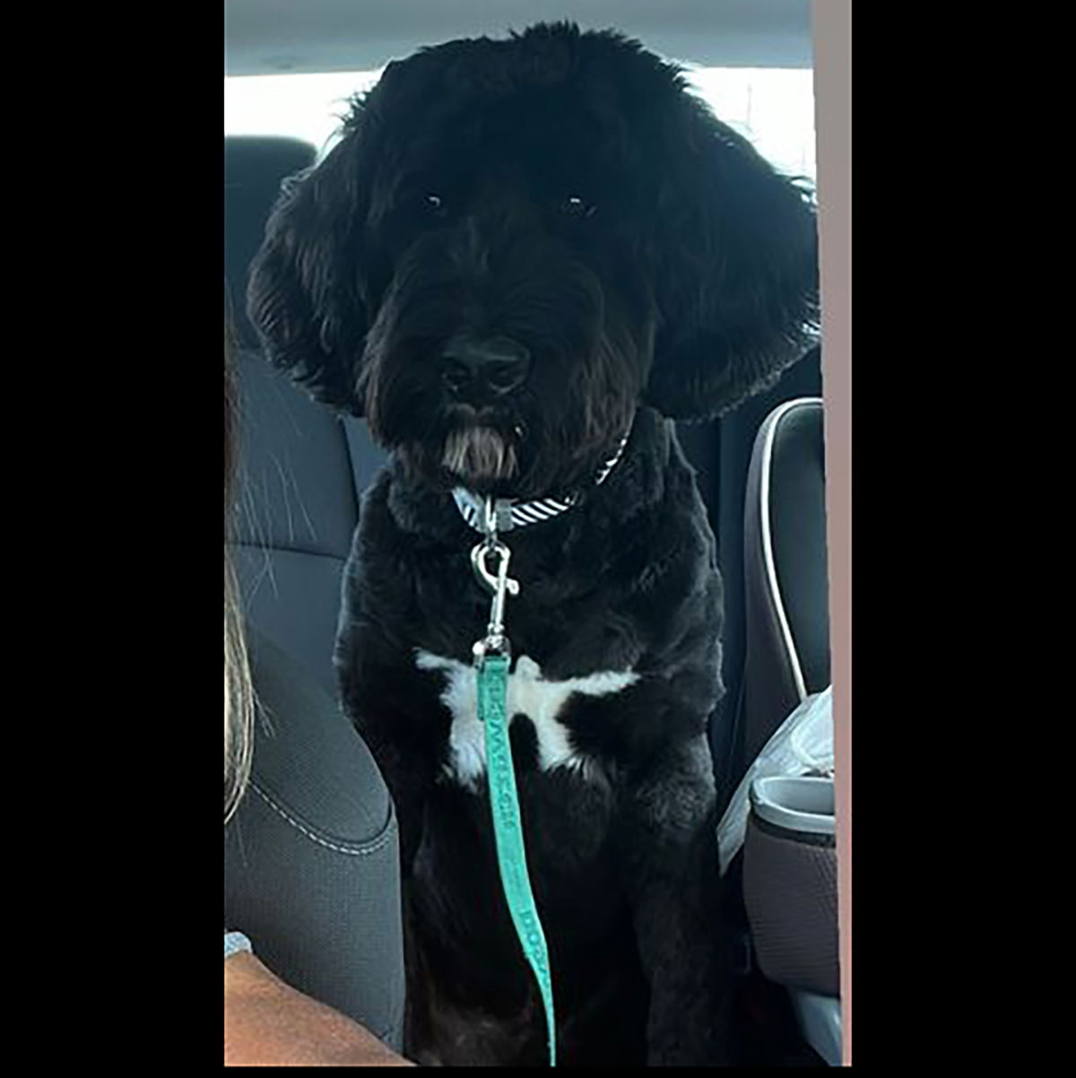 Dog for Adoption - Fisher -- a Bernedoodle, a Bernese Mountain Dog in ...