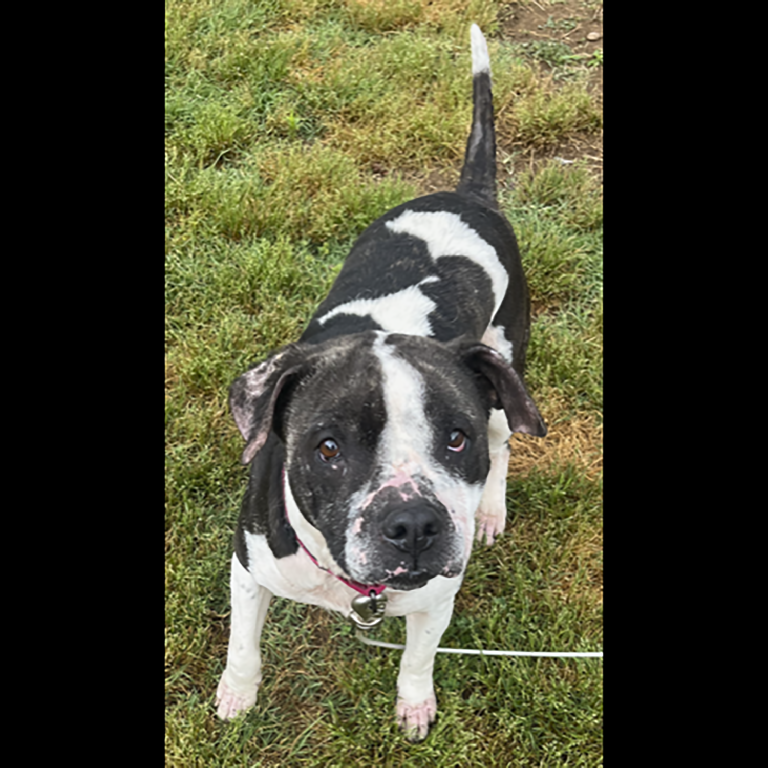 adoptable Dog in Somerset, KY named Shelby