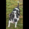 adoptable Dog in somerset, ky, KY named Shelby