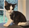 adoptable Cat in somerset, ky, KY named Tyson