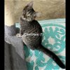 adoptable Cat in somerset, KY named Cherokee