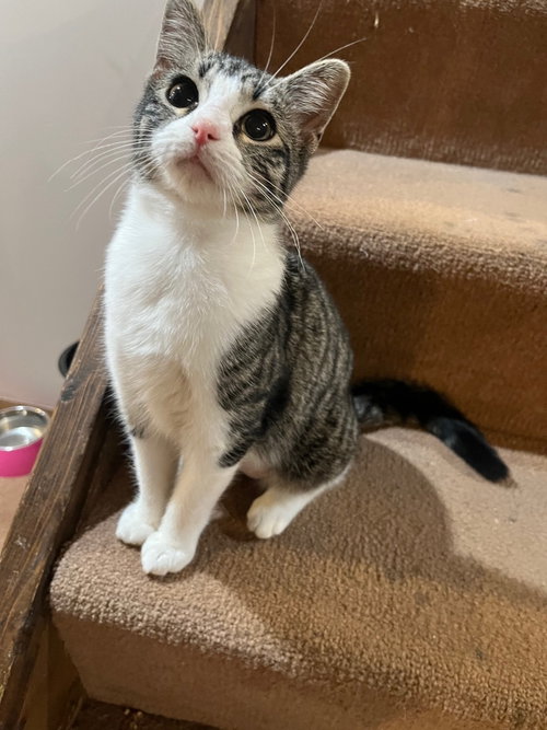 BOOGIE - Domestic Short Hair available for adoption