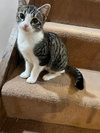 Boogie - Photo 3