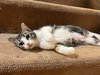 Boogie - Photo 4