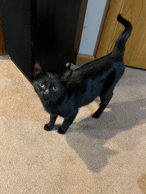 HAVANA - Domestic Short Hair available for adoption
