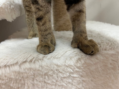 PADDLES - Extra-Toes Cat (Hemingway Polydactyl) available for adoption