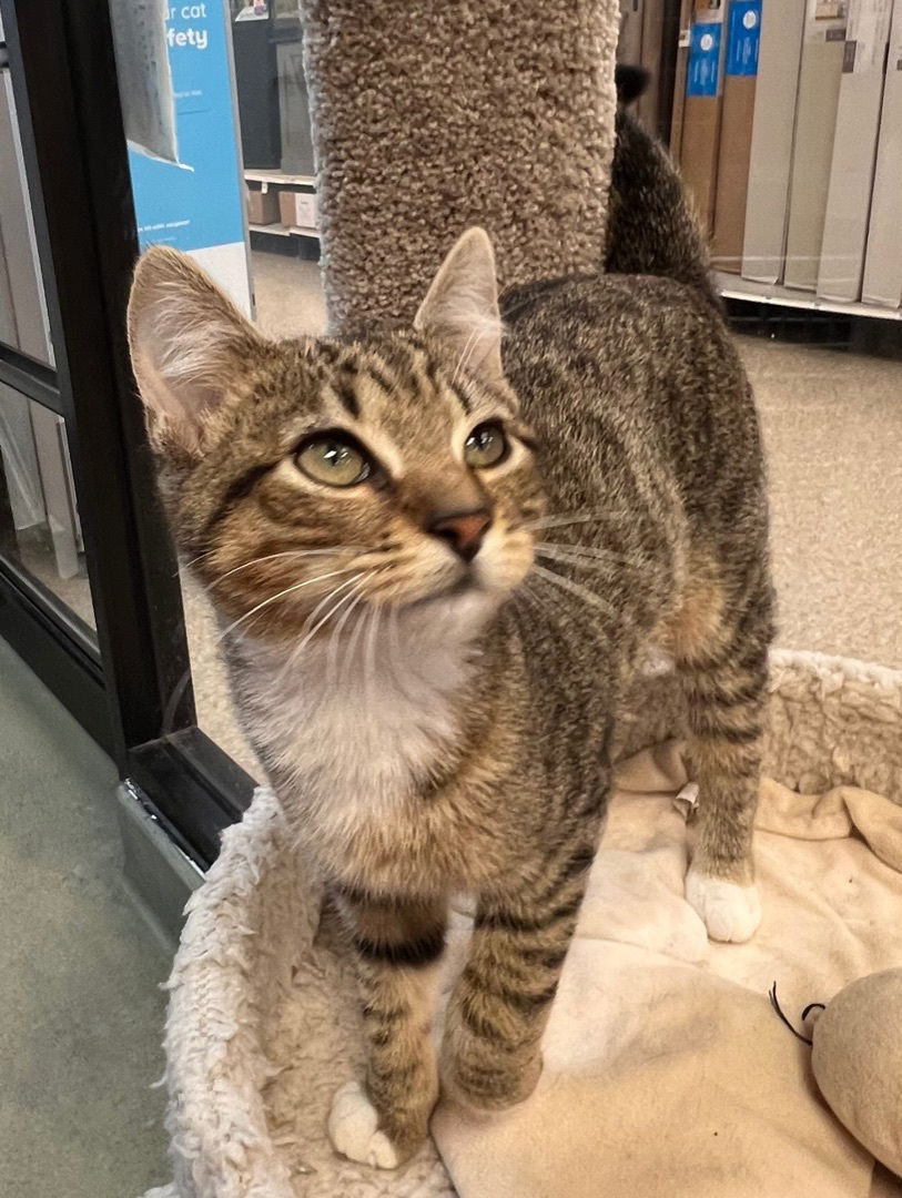 adoptable Cat in Bradenton, FL named Fizzy