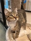 adoptable Cat in bradenton, FL named Fizzy