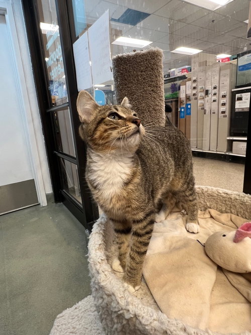 FIZZY - Tabby available for adoption