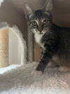 adoptable Cat in Bradenton, FL named Percy