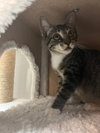 Percy - Photo 2
