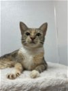 adoptable Cat in bradenton, FL named Kiwi
