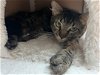 adoptable Cat in bradenton, FL named Garfunkel
